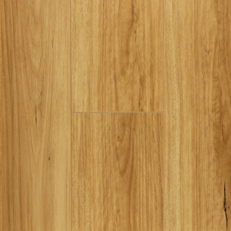 HD | LAMINATE FLOORING 12MM | COASTAL BLACKBUTT